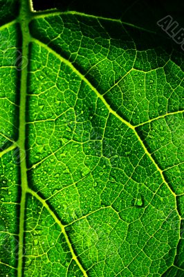 green leaf