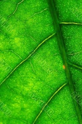 green leaf
