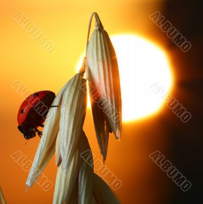 sunrise ladybug