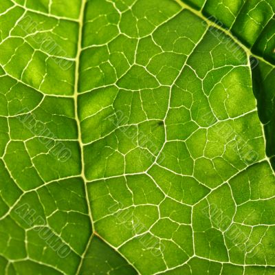 green leaf