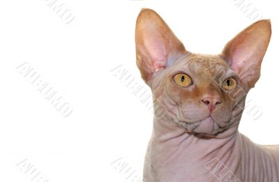 Sphinx