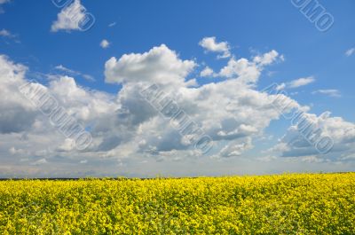 Yellow Meadow Flowers