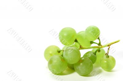 isolated grape