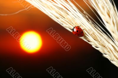 sunrise ladybug