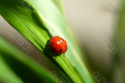 ladybug on grass