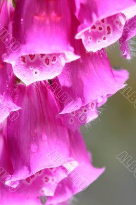 summer flower