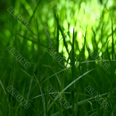 grass