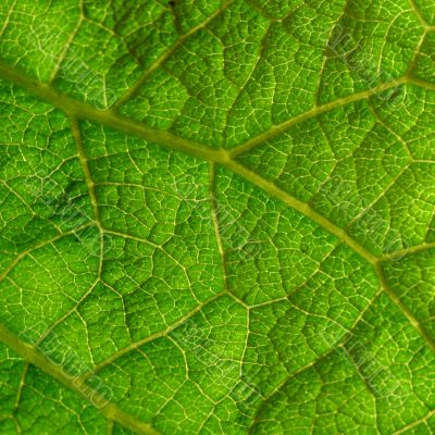green leaf