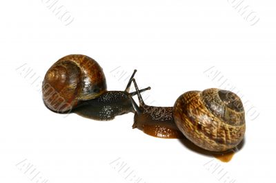 isolated shell