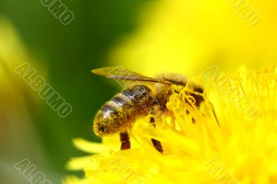 bee