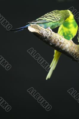 colourful Parrot
