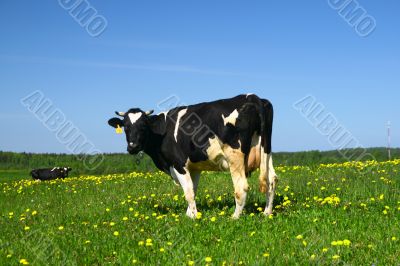 cow landscape
