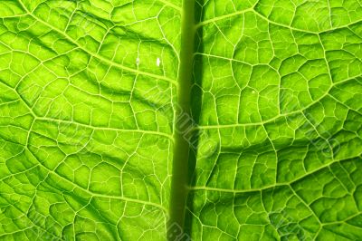 green leaf