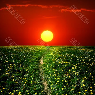 dandelion landscape