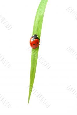 red ladybug