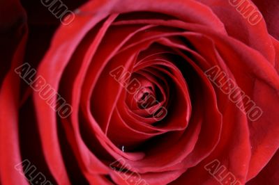 red rose