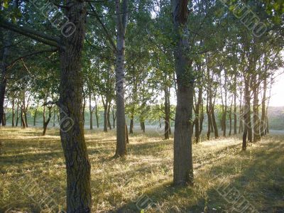 Forest scenery