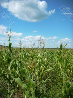 corn field and sky scenery