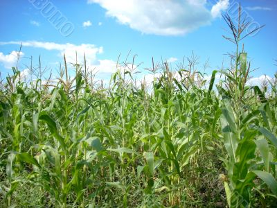 corn field and sky scenery