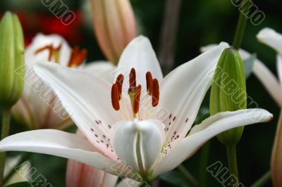 White Lilly