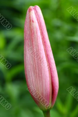 Pink Tiger Lilly bouton