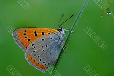 The butterfly and a spring rain