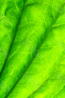green leaf