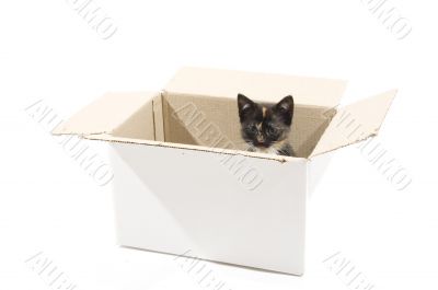 kitten in cardboard box