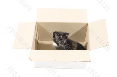 cute kitten in cardboard box