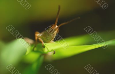 The grasshopper plays hide-abd-seeck