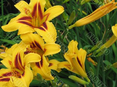 yellow lilies