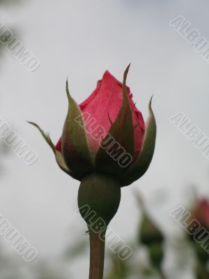 rose bud
