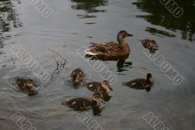 Ducklings