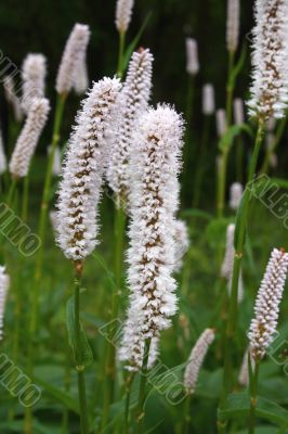 ribwort