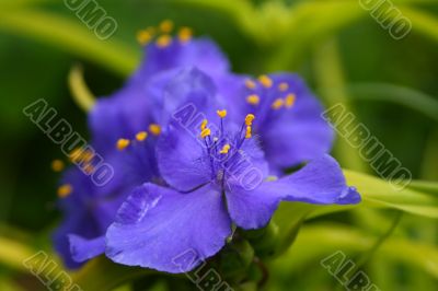 Spiderwort