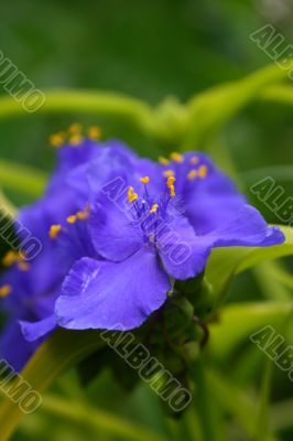 Spiderwort