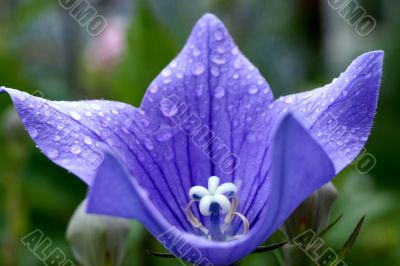 Blue campanula