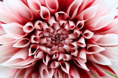 Dahlia