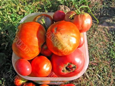 tomato harvest