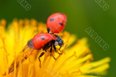 ladybug on dandelion