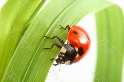 red ladybug
