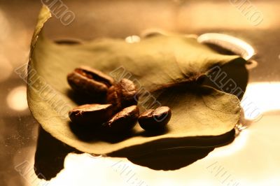 coffe leaf