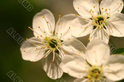 spring flowers