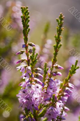 Blossoming heather