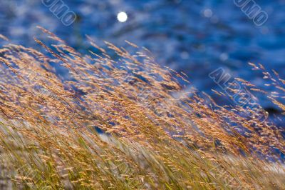 Grass on coast