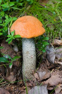 orange-cap boletus