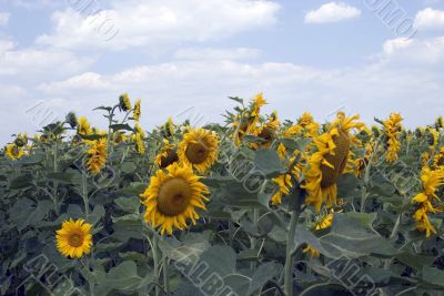 Sunflowers against the blue sky