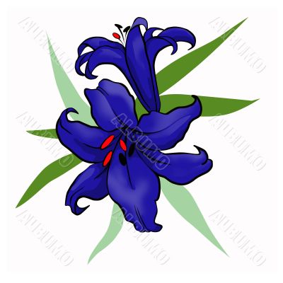 dark blue lily