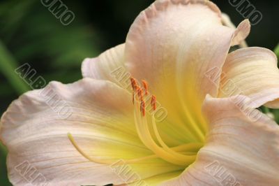 Lilly