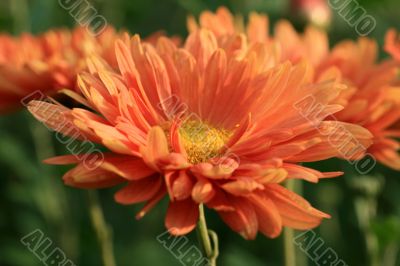 Red daisy